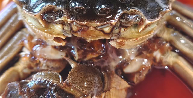 上海蟹料理前から